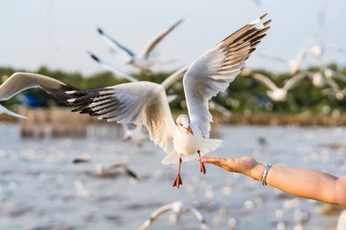 Samut Prakan, Tayland 'da insan elinden yemek yiyen martılar..