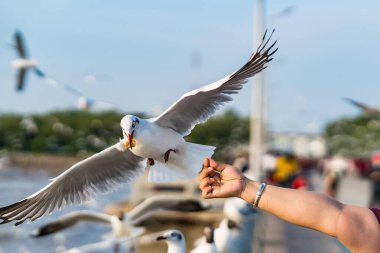 Samut Prakan, Tayland 'da insan elinden yemek yiyen martılar..