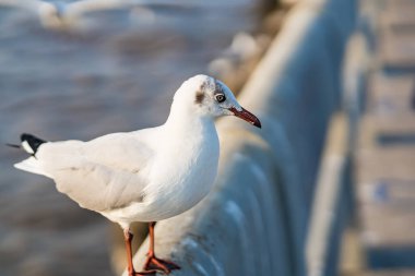 Gözler ve gri tüy beyaz martıdan