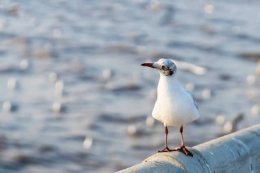 Gözler ve gri tüy beyaz martıdan