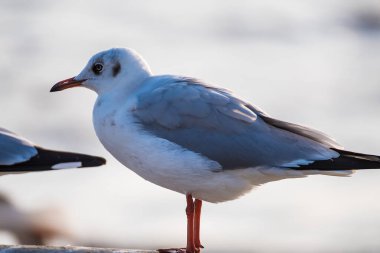 Gözler ve gri tüy beyaz martıdan