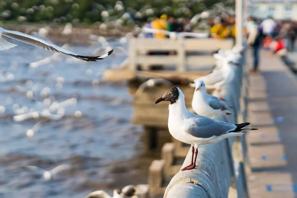 Ögonen Och Grå Fjäder Från Vit Mås — Stockfoto