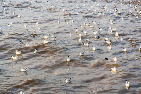 Regular Seasonal Movement Migration Seagulls Birds Bangpu Recreation Center Bay — Stock Photo, Image