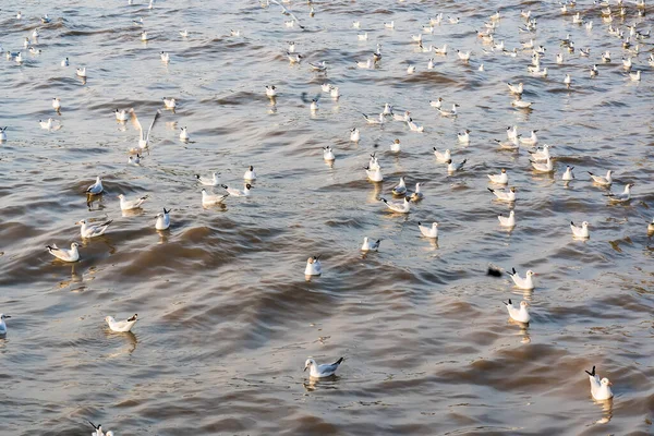 Regular Seasonal Movement Migration Seagulls Birds Bangpu Recreation Center Bay — Stock Photo, Image