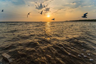 Taylandlılar ve yabancı gezginler için Bangpu Körfezi 'ndeki Bangpu Dinlenme Merkezi' nde martı kuşlarının düzenli mevsimsel göçü gün batımında ziyaret ediyor..