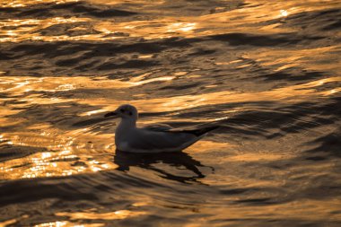Taylandlılar ve yabancı gezginler için Bangpu Körfezi 'ndeki Bangpu Dinlenme Merkezi' nde martı kuşlarının düzenli mevsimsel göçü gün batımında ziyaret ediyor..
