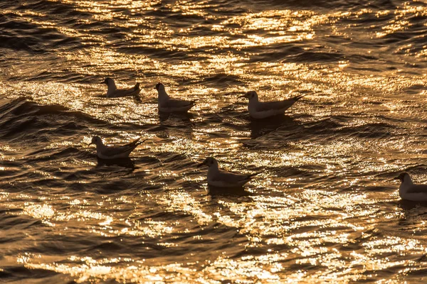 Regular Seasonal Movement Migration Seagulls Birds Bangpu Recreation Center Bay — Stock Photo, Image