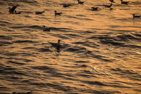 Regular Seasonal Movement Migration Seagulls Birds Bangpu Recreation Center Bay — Stock Photo, Image