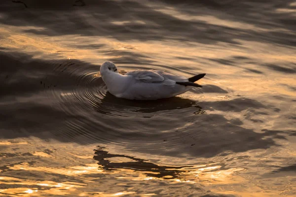 Regular Seasonal Movement Migration Seagulls Birds Bangpu Recreation Center Bay — Stock Photo, Image