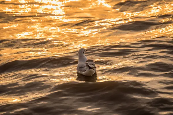 Regular Seasonal Movement Migration Seagulls Birds Bangpu Recreation Center Bay — Stock Photo, Image