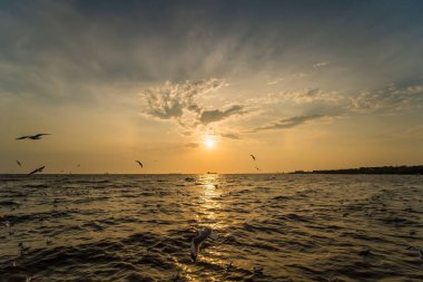 Flock Martı sürüsü günbatımı arka planında uçuyor, Bang poo, Samutpragan, Tayland .