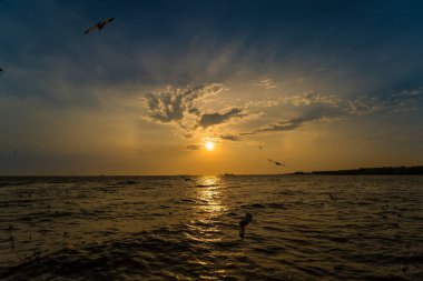Flock Martı sürüsü günbatımı arka planında uçuyor, Bang poo, Samutpragan, Tayland .