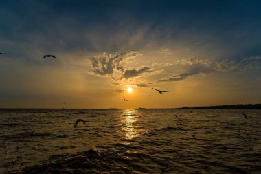 Flock Martı sürüsü günbatımı arka planında uçuyor, Bang poo, Samutpragan, Tayland .