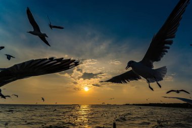 Flock Martı sürüsü günbatımı arka planında uçuyor, Bang poo, Samutpragan, Tayland .
