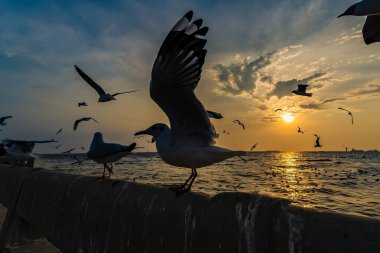 Flock Martı sürüsü günbatımı arka planında uçuyor, Bang poo, Samutpragan, Tayland .