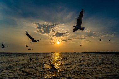 Flock Martı sürüsü günbatımı arka planında uçuyor, Bang poo, Samutpragan, Tayland .