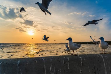 Flock Martı sürüsü günbatımı arka planında uçuyor, Bang poo, Samutpragan, Tayland .