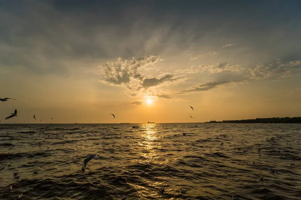 Flock Martı sürüsü günbatımı arka planında uçuyor, Bang poo, Samutpragan, Tayland .