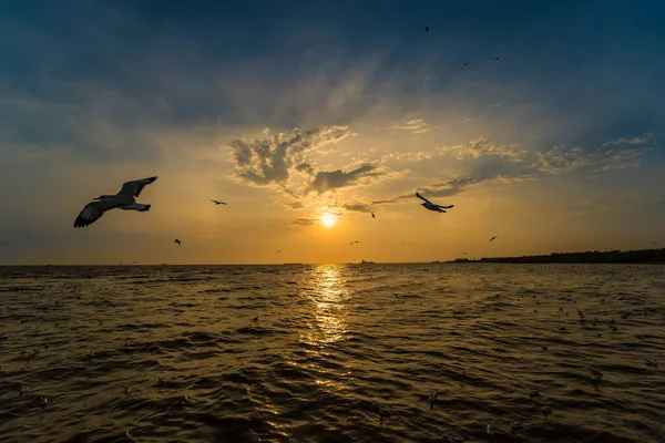 Flock Seagull Jsou Létání Pozadí Západu Slunce Bang Poo Samutpragan — Stock fotografie