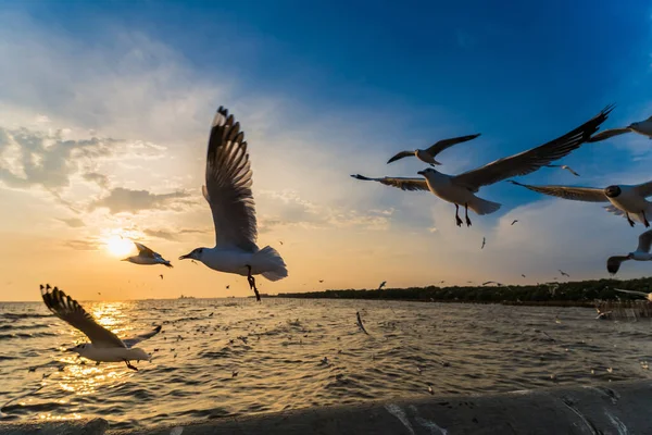 Flock Seagull Jsou Létání Pozadí Západu Slunce Bang Poo Samutpragan — Stock fotografie