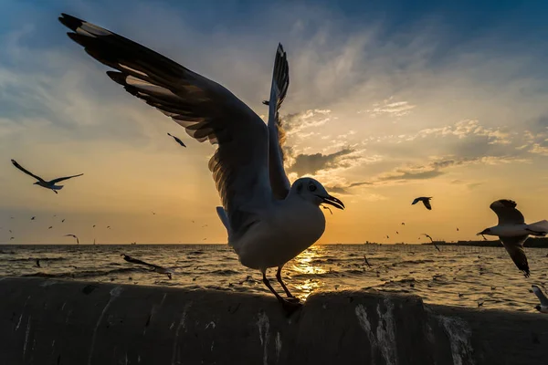 Flock Seagull Flying Sunset Background Bang Poo Samutpragan Thailand — Stock Photo, Image