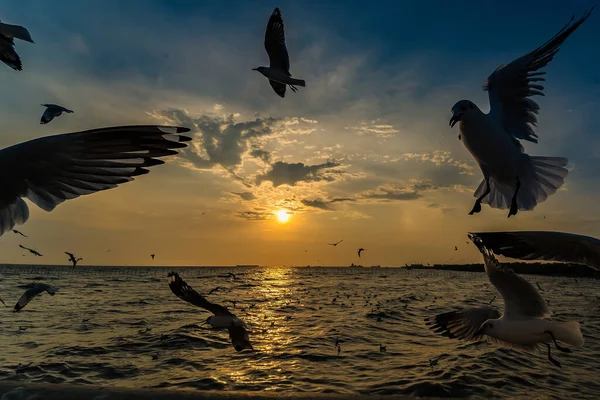 Flock Seagull Jsou Létání Pozadí Západu Slunce Bang Poo Samutpragan — Stock fotografie