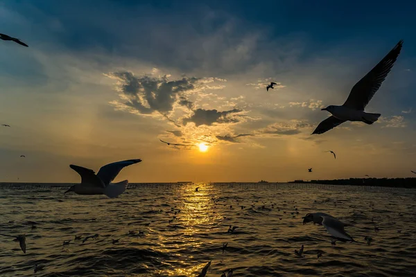 Flock Martı sürüsü günbatımı arka planında uçuyor, Bang poo, Samutpragan, Tayland .