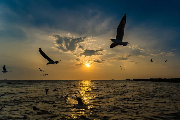 Flock Seagull Jsou Létání Pozadí Západu Slunce Bang Poo Samutpragan — Stock fotografie