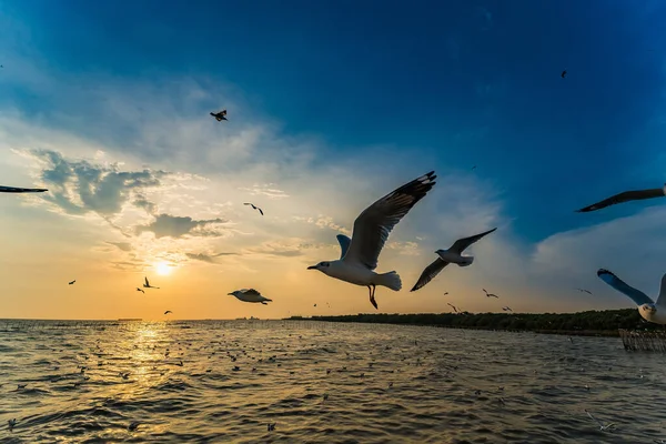 Flock Martı sürüsü günbatımı arka planında uçuyor, Bang poo, Samutpragan, Tayland .