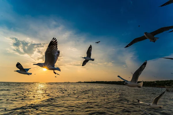 Flock Seagull Jsou Létání Pozadí Západu Slunce Bang Poo Samutpragan — Stock fotografie