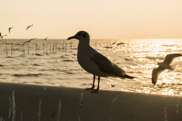 Silhouette White Seagull Sunset Time — Stock Photo, Image