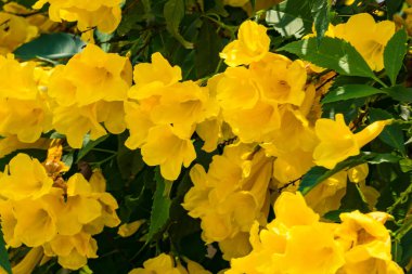 Sarı çiçekler ve arka plan bulanık