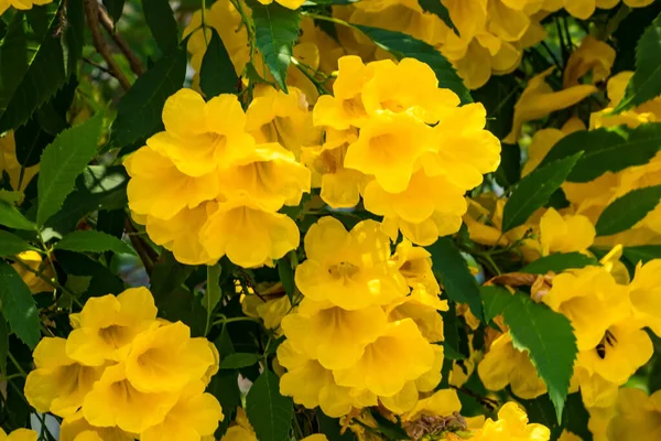 Flores Amarelas Fundo Embaçado — Fotografia de Stock