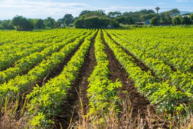 Cassava çiftliği. Tarlada bir sıra kasava ağacı tapyoka nişastası, Manioc Sprout 'un sıra sıra tarımsal sanayi tarımı. Genç bitkileri sürerek ekip, drenaj kanalını kaldırarak..