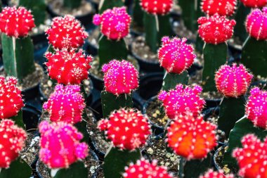 Çiçek saksısında kaktüs var. Arka plan ve doku için güneş ışığı var..