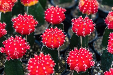 Çiçek saksısında kaktüs var. Arka plan ve doku için güneş ışığı var..