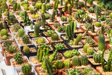 Çiçek saksısında kaktüs var. Arka plan ve doku için güneş ışığı var..