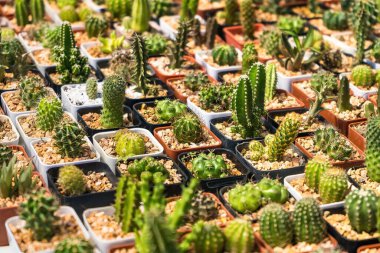 Çiçek saksısında kaktüs var. Arka plan ve doku için güneş ışığı var..