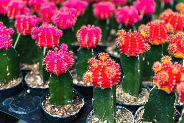 Çiçek saksısında kaktüs var. Arka plan ve doku için güneş ışığı var..