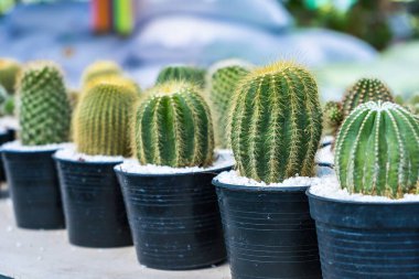 Çiçek saksısında kaktüs var. Arka plan ve doku için güneş ışığı var..