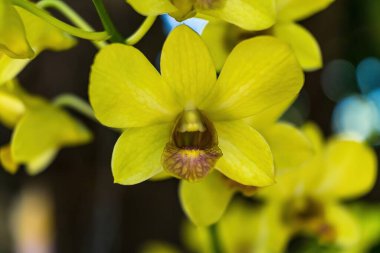 Bahçedeki Orkidelerin Kapanışı.