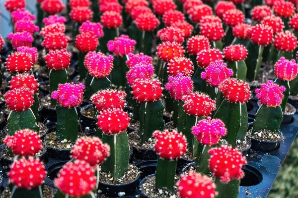 Piękny Kaktus Doniczce Światłem Słonecznym Dla Tła Tekstury — Zdjęcie stockowe