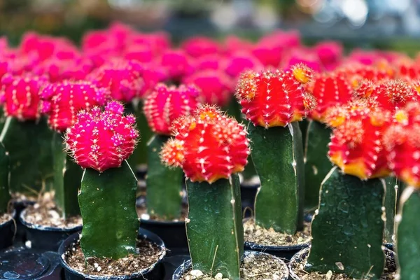 Schöner Kaktus Blumentopf Mit Sonnenlicht Für Hintergrund Und Textur — Stockfoto