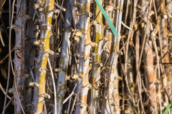 Paket Med Stjälkar Kassava Odla Kassava Förberedelse För Plantering Cassava — Stockfoto