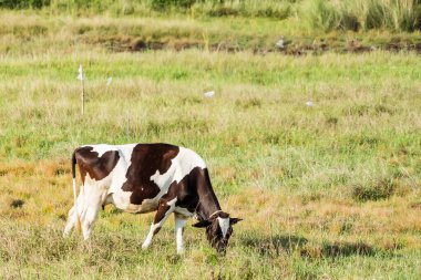 Holstein siyah ve beyaz benekli süt yeşil bir kırsal mera üzerinde duran, köyde otlayan süt sığırları.