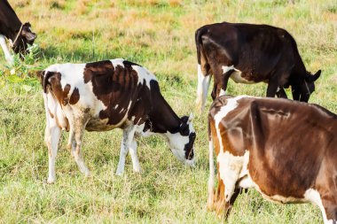 Holstein siyah ve beyaz benekli süt yeşil bir kırsal mera üzerinde duran, köyde otlayan süt sığırları.