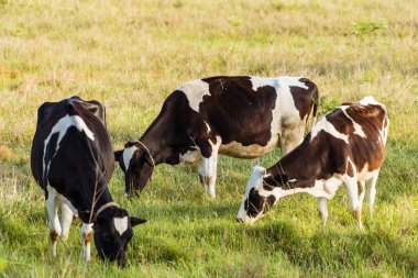 Holstein siyah ve beyaz benekli süt yeşil bir kırsal mera üzerinde duran, köyde otlayan süt sığırları.