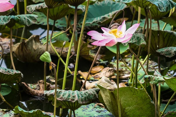 Pink Lotus Green Lotus Natural Beauty — Stock Photo, Image