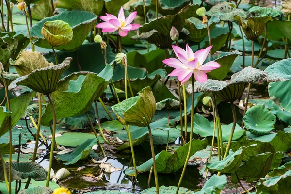 Pink Lotus Green Lotus Natural Beauty — Stock Photo, Image
