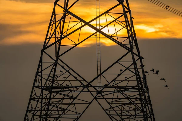 Silhouet Van Vogel Neergestreken Hoogspanningspost Hoogspanningstoren Hemel Zonsondergang Achtergrond — Stockfoto